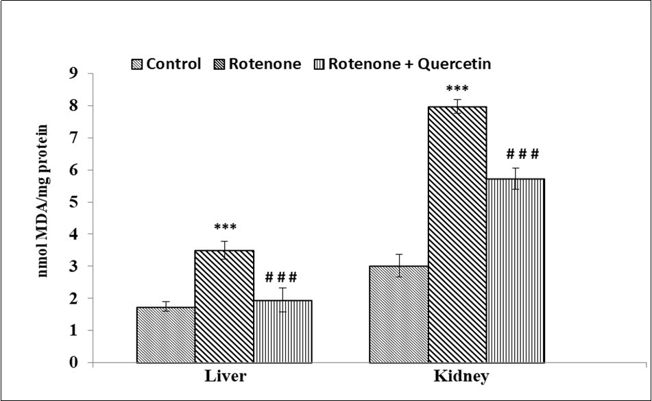 Effect of rotenone and co-treatment of rotenone and quercetin on lipid peroxidation in liver and kidney of mice. The results were expressed as mean±SE (n=04). ***p<0.001) Significantly differs from control group, ###(p<0.001) Significantly differs from rotenone treated group.
