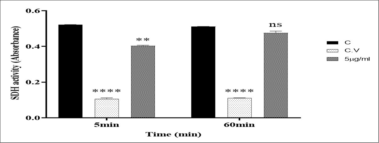 Effect O2/O3 on Succinate dehydrogenase activity. Succinate dehydrogenase activity was measured using MTT dye as described in Materials and methods. Isolated mitochondria (0.5 mg/ml) were incubated for 5, 60min with concentrations of O2/O3 (5µg/ml). Values represented as mean ± SD (n=5). *P > 0.05; **P > 0.01; *** P> 0.001, **** P> 0.0001 compared to control mitochondria.