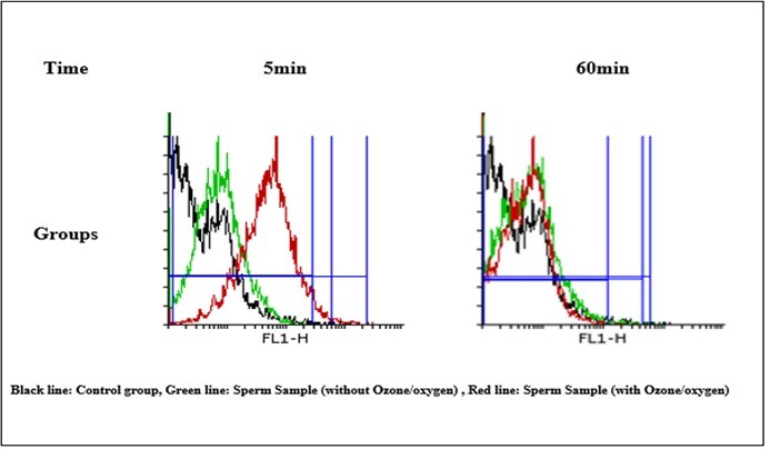 The effect of O2/O3 on the mitochondrial membrane potential (MMP) in sperm mitochondria. MMP was measured by rhodamine 123 as described in Materials and methods. A) The effect of O2/O3 (5μg/ml) on the mitochondrial membrane potential in Sperm mitochondria. Values represented as mean ± SD (n=5). *P > 0.05; **P > 0.01; *** P> 0.001, **** P> 0.0001compared to control mitochondria MMP was determined through flow cytometry using Rh123 as described in Materials and methods. FL1: the fluorescence intensity of Rh123.