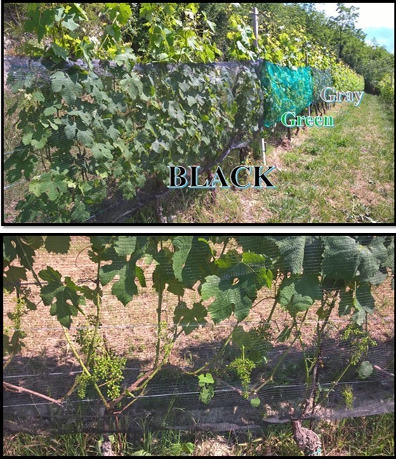 Setup of the “Hail net” experiment. Leaf and shoot removal just after flowering (BBCH 71) can be observed in the lower picture