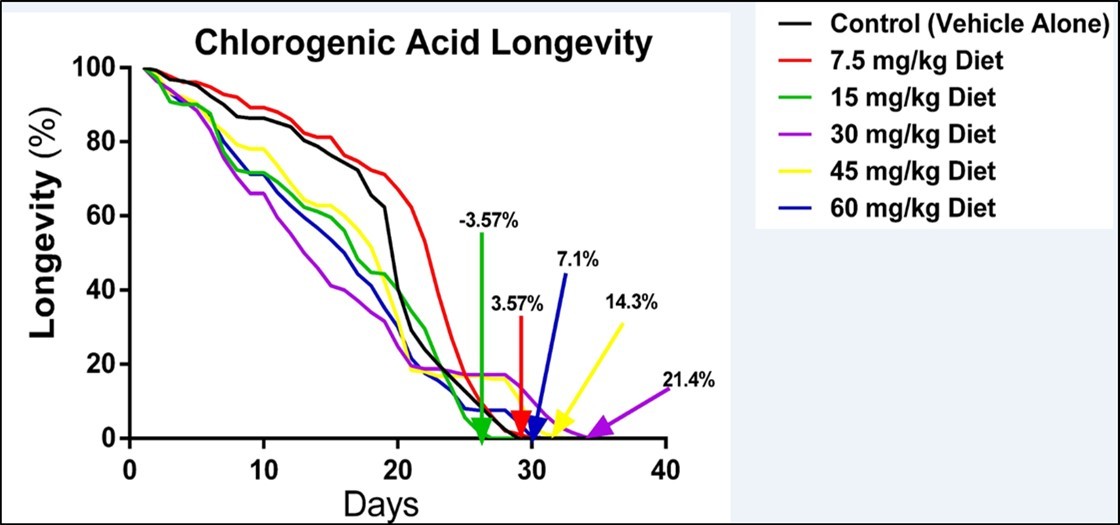 Influence of chlorogenic acid on longevity