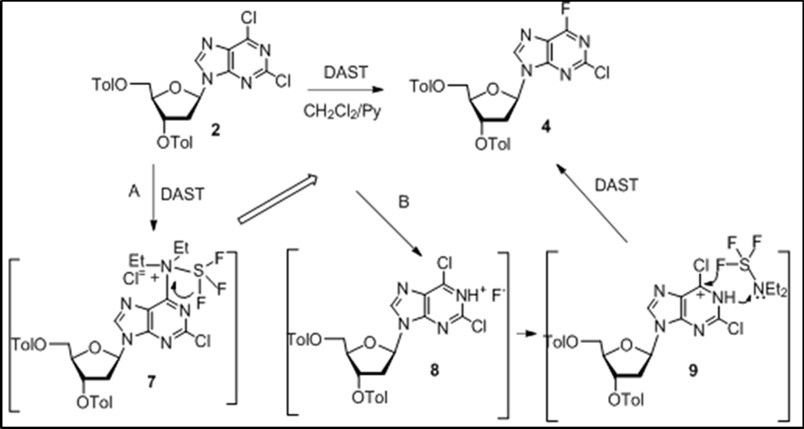 Proposed mechanism for fluorination reaction of 2,6-dichloropurine nucleoside 2 with DAST