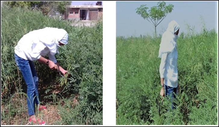 Image A of Mulhatti (Glycyrrhiza glabra) showed complete plant and B showed aerial parts