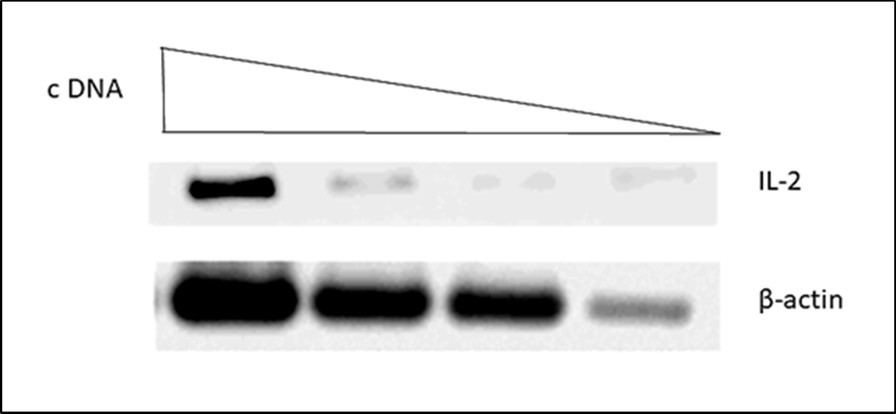 Cytokine mRNA levels of bovine PPD stimulated Peripheral Blood Mononuclear Cells measured by semi-quantitative RT-PCR. A representative picture is shown. The expression levels of mRNA were calculated as the ratio between the band intensity of cytokine mRNA an that of corresponding β-actin mRNA in the linear range.