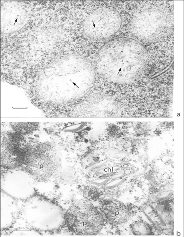 Segments of apical meristem cells at high magnification. (a) Proplastids are enclosed by an open one-membrane envelope and contain DNA plastid filaments; (b) proplastids contain ribosomes in the matrix and envelope-free juvenile chloroplast. Proplastid, p; juvenile chloroplast, chl. Scale bar, 0.2 mm. DNA is indicates with arrows.