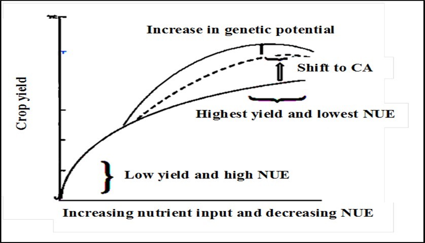 Schematic representation of the effects of shift to conservation agriculture (CA) and crop improvement oriented to sustainable land management practices on crop yield and nutrient use efficiency (NUE) (modified from Dibb 66)