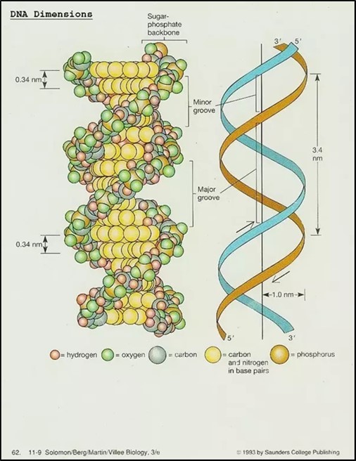 Each DNA helix rises about 34 angstroms during each complete turn