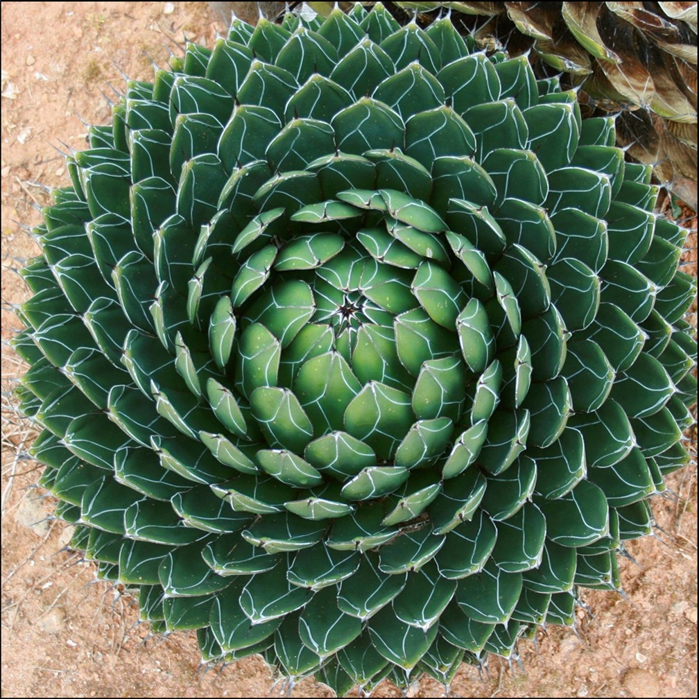 Fibonacci paterns emerging from plant Agave-victoriae-reginae