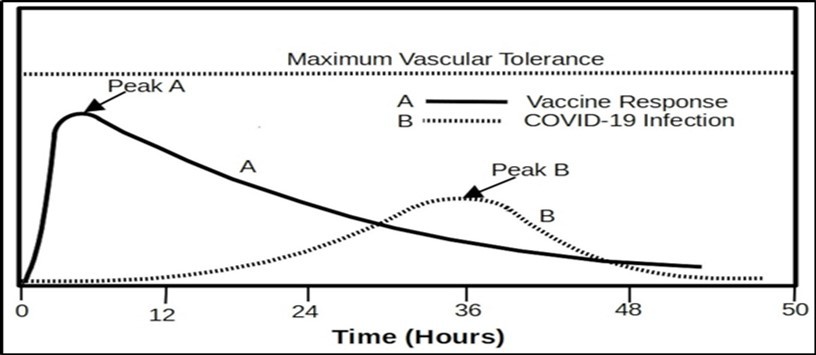 An mRNA vaccine can generate a massive number of “antigens” as shown in Cure A, while a natural infection starts with a very small number of viral copies. Due to immune re- sponses, the viral number is not in a condition to reach a large population rapidly