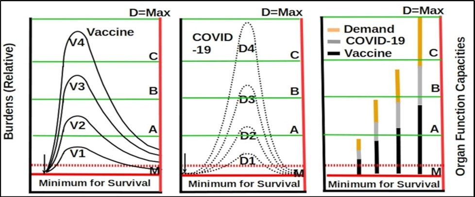 Personal vital organs function capacities are indicated by line M, A, B, C and D with M as the minimum for sustaining life and D as the maximum. A young and healthy person has huge unused functional capacities. Vaccine burden is shown in the left diagram, infection bur- den is shown in the middle diagram, and the right diagram shows the combination of vaccine, COVID-19 infection and life activity burdens. A person’s ability to survive from the vaccine or infection depends on the total functional capacities. The person can survive if the total burden from all sources is within the organ functional capacities.