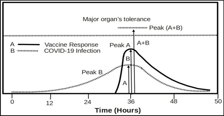 When the peak of the vaccine response (A) and peak of COVID-19 infection (B) hap- pen to be in overlap, they will generate much severer adverse reactions indicated as Peak A+B. The total burden may exceed what the heart could tolerate and thus cause death.