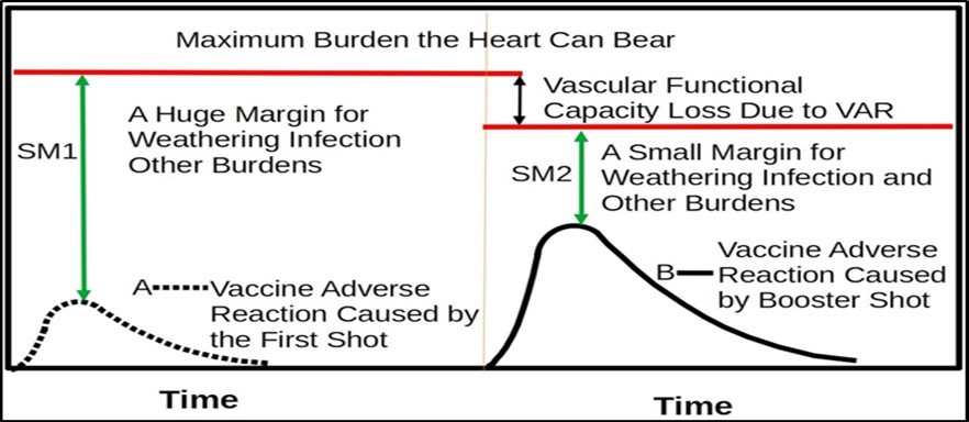The first vaccine shot may generate a small vaccine adverse reaction (VAR) peak. The first shot may reduce vital functional capacities and also activate the immune system for fighting the “antigen”. The second shot will make this VAR peak much larger. In the initial shot, the body has huge surplus functional capacities for weathering the cytokine storm and other life activity burdens. The booster shots will dramatically reduce the body’s ability to weather infection, vaccine and life-activity burdens. The person’s functional capacity margin for survival will decline from SM1 to SM2. By keeping being vaccinated, functional capacity margin will approach zero.