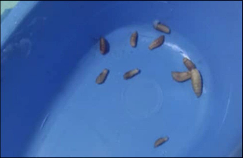 The larvae that were successfully forced out.