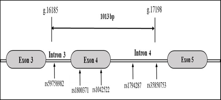 Cancer-related variants of TP53 encompassing exons 4