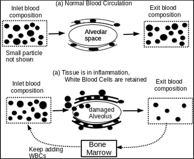 The figure shows how large WBCs are retained dynamically when they are moving through pulmonary capillaries