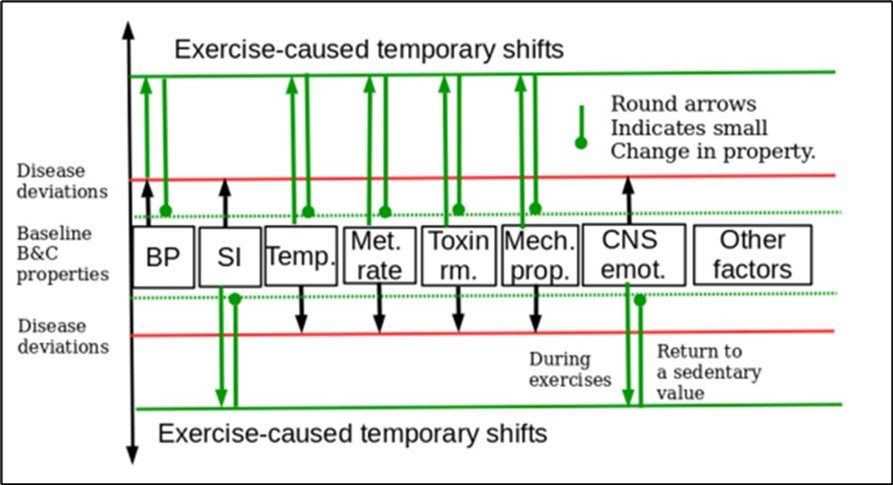 Changes in B&C processes caused by diseases, cancer and exercise are relative to shared baseline B&C values.