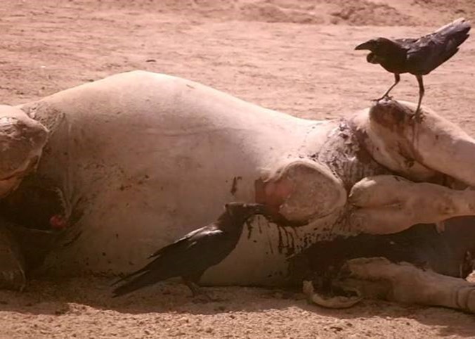 Raven speaking together with attitude & body language. Halayeb, Egypt