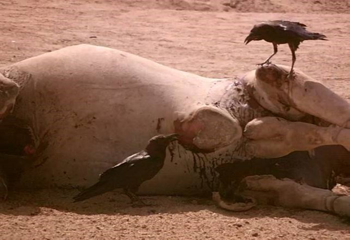 Ravens speaking to each other with indicative body language & attention. Halayeb, Egypt