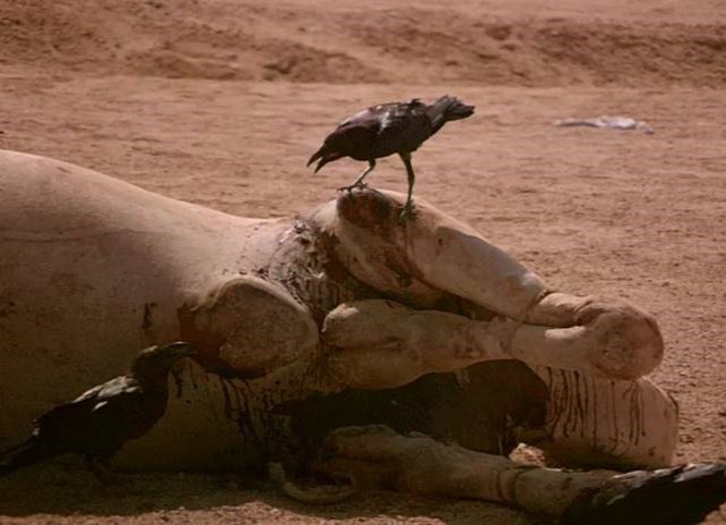Ravens chatting together by using speech apparatus & body language. Halayeb, Egypt