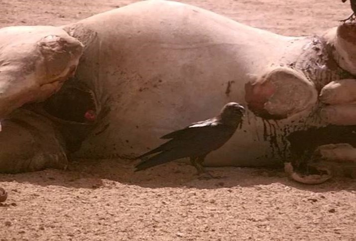 A raven (black bird) looking towards camera. Halayeb, Egypt