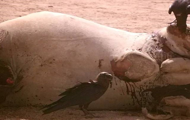 A raven (black bird) standing on the ground & looking towards the camera & its third eye lid is apparent as whitish membrane covering the eye, while the other raven standing upon camel & return to eating. Halayeb, Egypt.
