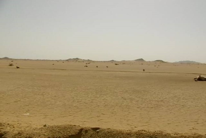 Five lappet-faced vultures waiting at the ground near a slaughtered camel. Halyeb, Southeast Egypt.