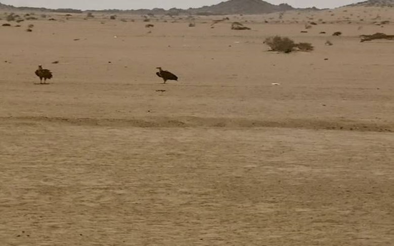 Two lappet-faced vultures standing on the ground. Halayeb, Egypt