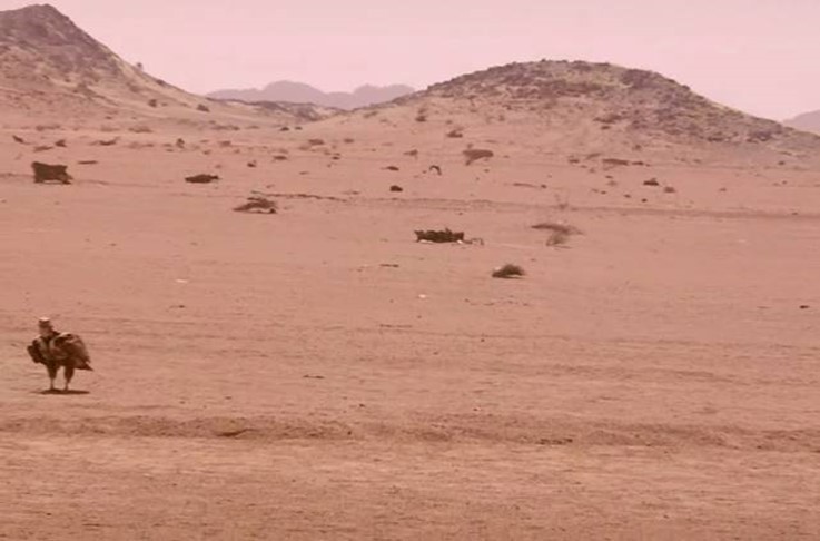 A lappet-faced vulture waiting on the ground, looking towards camera. Halayeb, Egypt