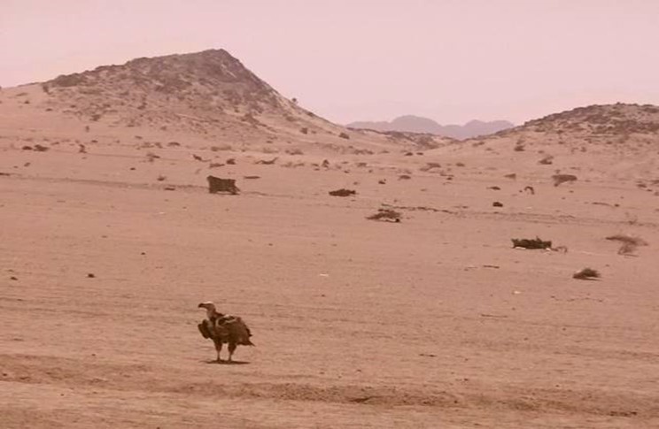 A lappet-faced vulture waiting on the ground. Halayeb, Egypt