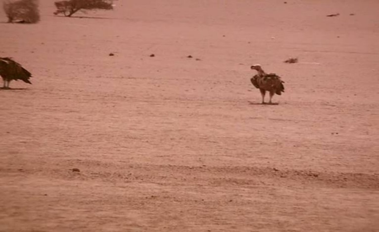 Two lappet-faced vultures waiting on the ground. Halayeb, Egypt