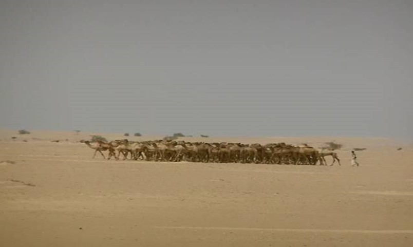 Dabouka (group of camels) travel through desert, Halayeb, Egyp