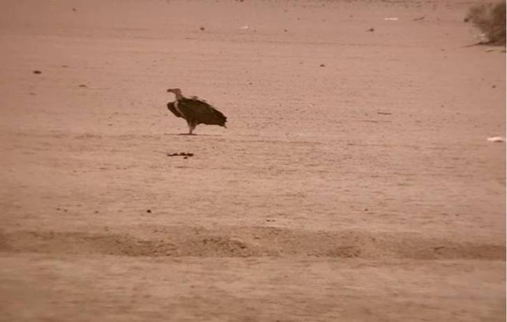An Adult lappet-faced vulture standing on the ground. Halayeb, Egypt