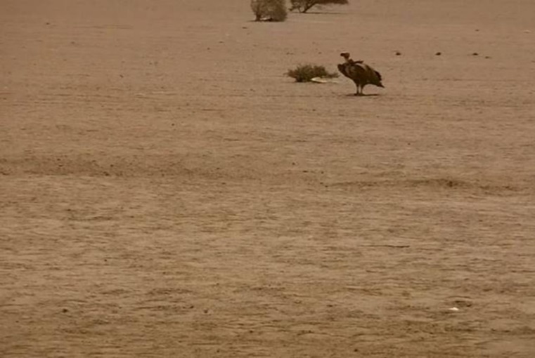 An adult lappet-faced vulture standing on the ground near acacia tree. Halayeb, Egypt