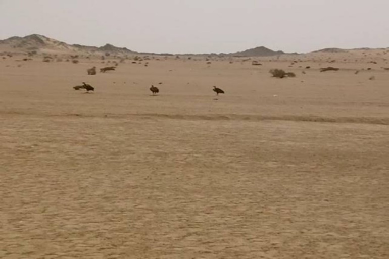 Three adult’s lappet-faced vulture standing near each other. Halayeb, Egypt