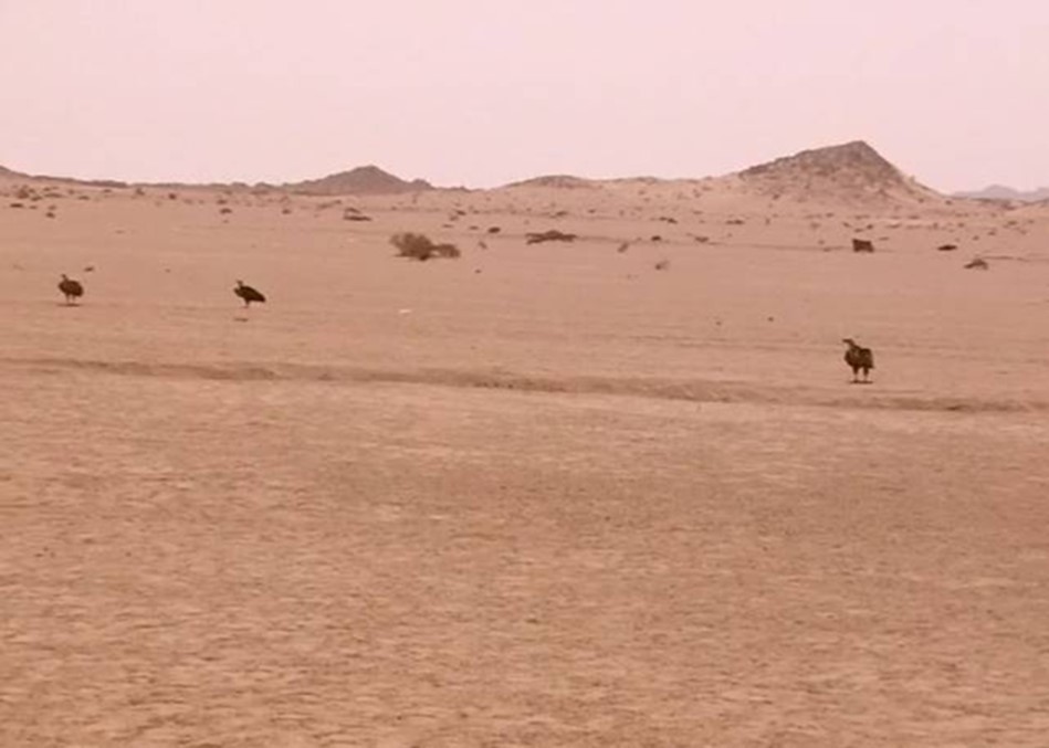 Three lappet-faced vulture standing on the ground & looking at the same direction. Halayeb, Egypt