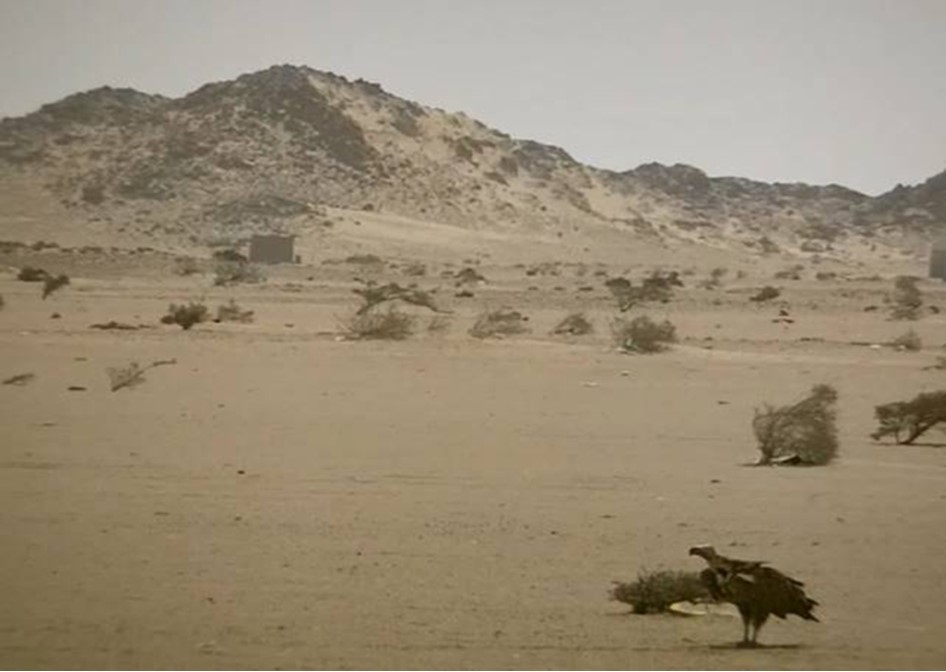 An adult lappet-faced vulture. Halayeb, Egypt