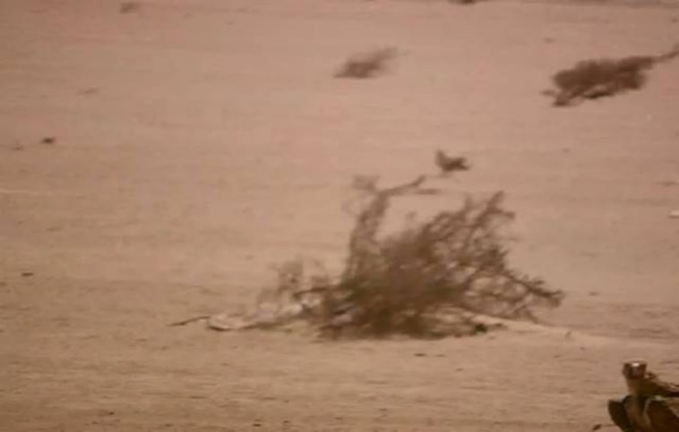An adult lappet-faced vulture looking to the camera. Halayeb, Egypt