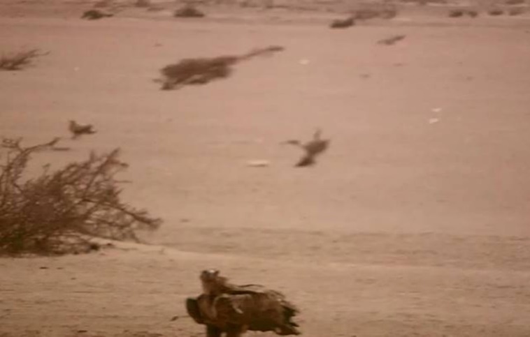 An adult lappet-faced vulture looking to the camera. Halayeb, Egypt