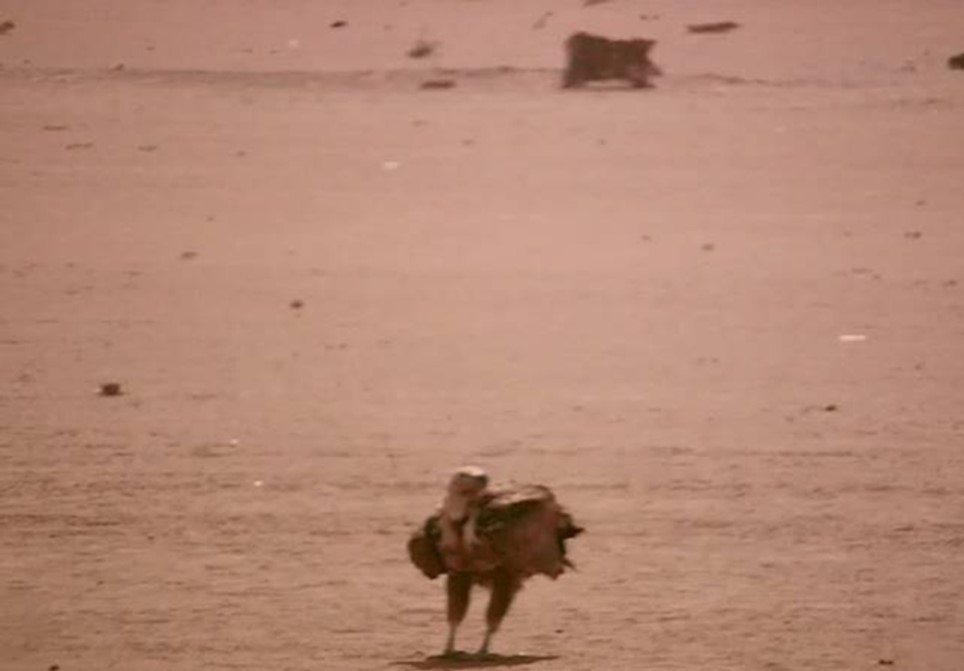 an adult lappet-faced vulture waiting on the ground. Halayeb, Egypt