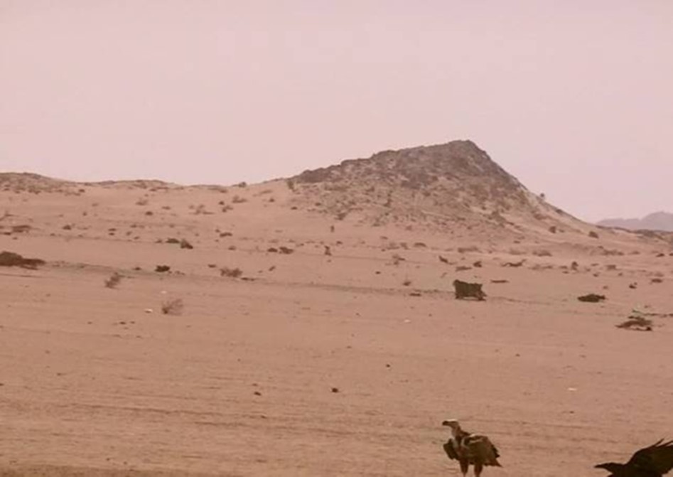 A flaying raven & a standing lappet-faced vulture. Halayeb, Egypt