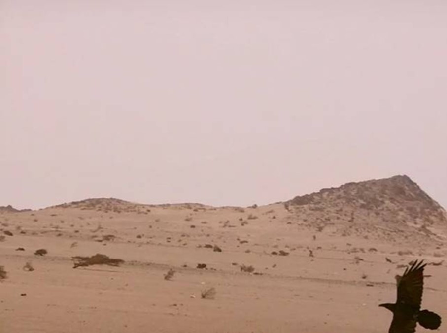 A flaying raven. Halayeb, Egypt