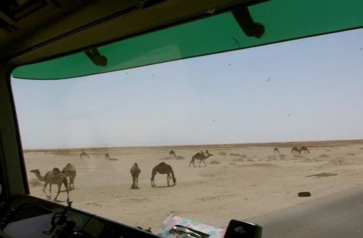 Camels at Halayeb, Southeast Egypt.