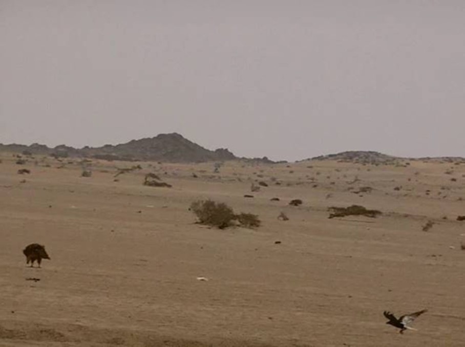 A lappet-faced vulture (agony & threat attitude) & a flaying raven. Halayeb, Egypt