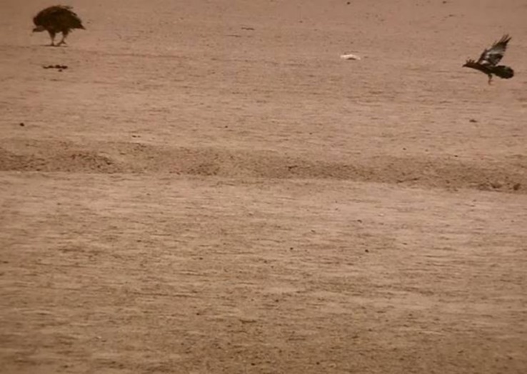 A lappet-faced vulture (agony & threat attitude) & a flaying raven. Halayeb, Egypt