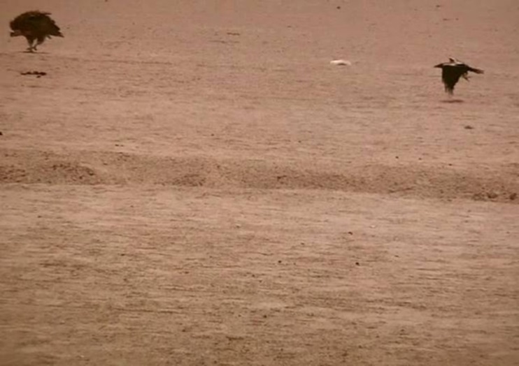 A flaying raven & a lappet-faced vulture showing agony and threat attitude. Halayeb, Egypt