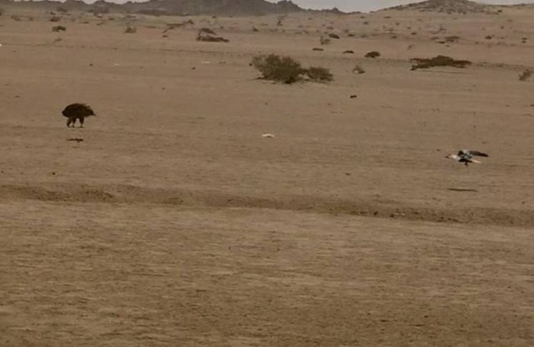 A flying raven & a lappet-faced vulture showing agony and threat behavior. Halayeb, Egypt