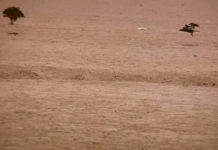 A flaying raven and a lappet-faced vulture showing agony and threat attitude. Halayeb, Egypt