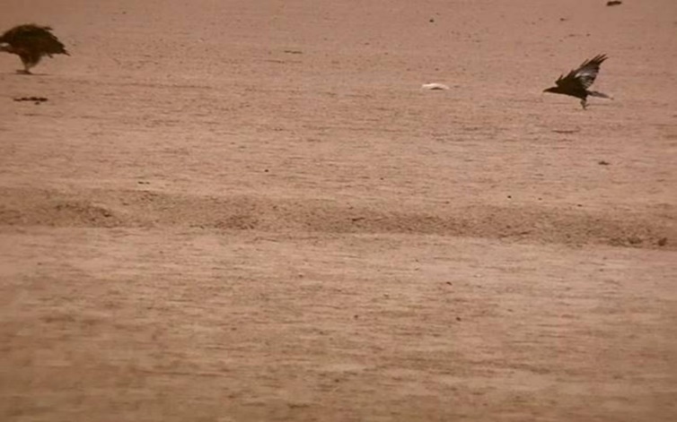 A flaying raven & a lappet-faced vulture showing agony and threat attitude. Halayeb, Egypt