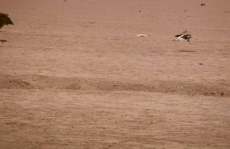 A flaying raven towards waiting lappet-faced vultures (mission). Halayeb, Egypt