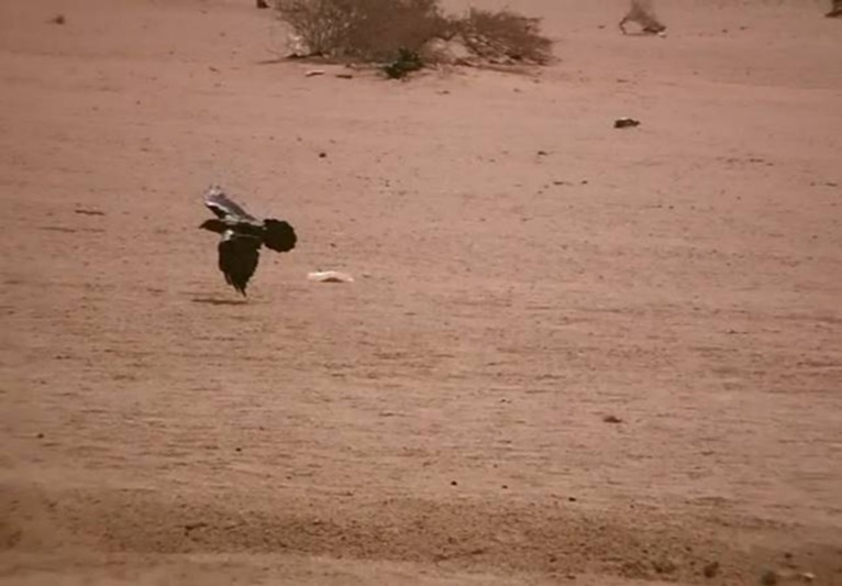 A flaying raven landing on the ground (mission). Halayeb, Egypt
